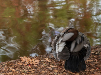 View of duck at lakeshore