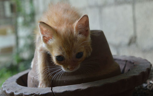 Kitten sitting on built structure