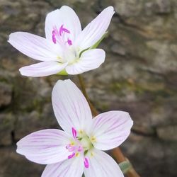 Close-up of pink flower blooming outdoors