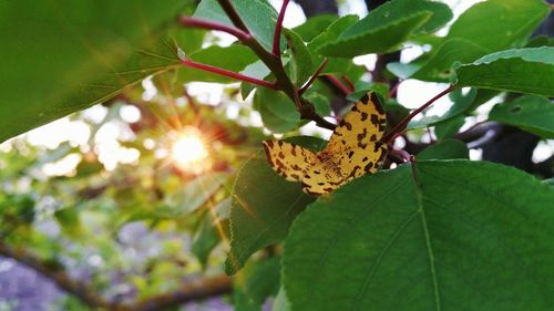 Close-up of butterfly on plant