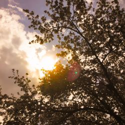 Low angle view of trees against sky