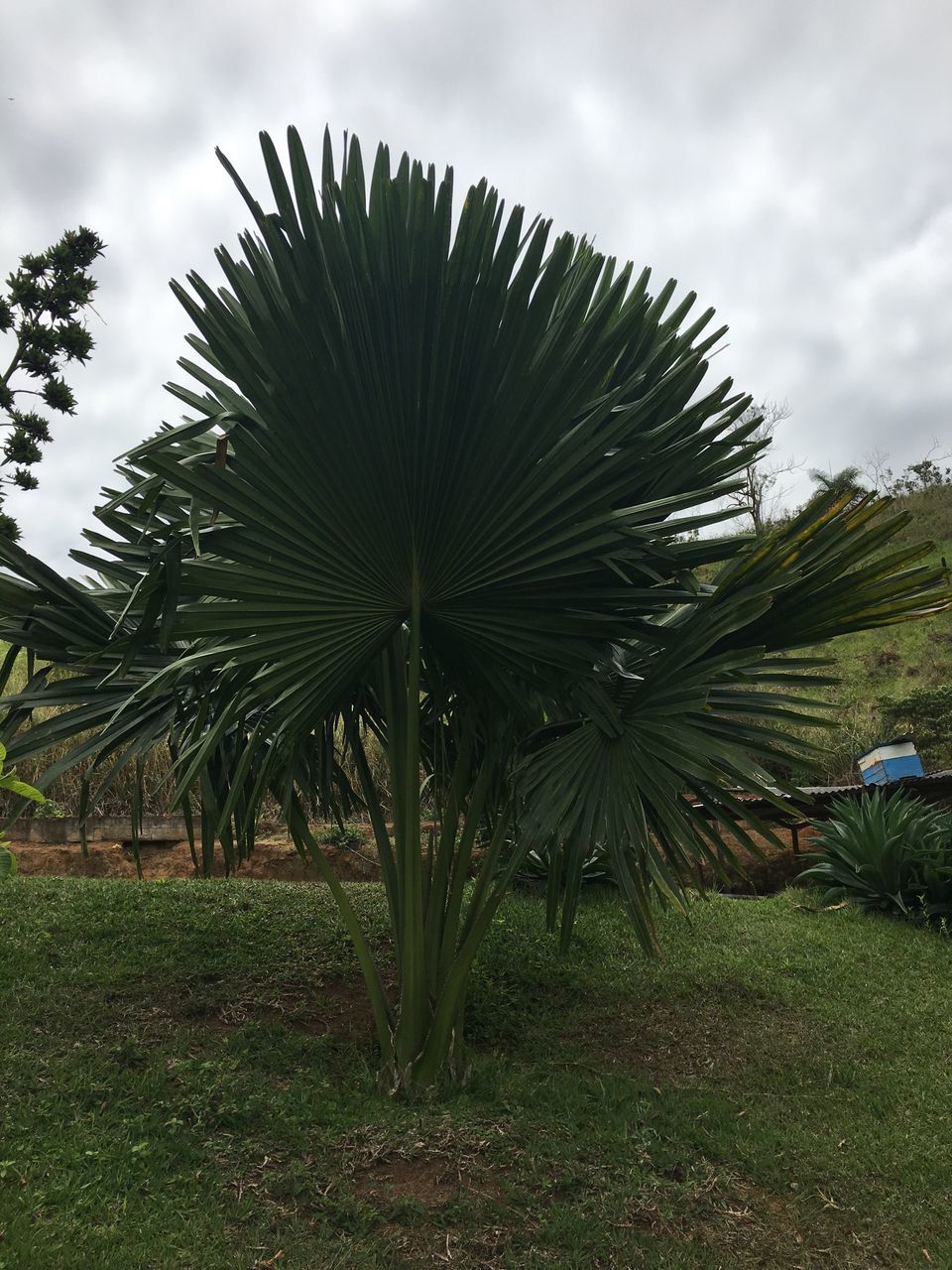 COCONUT PALM TREES AGAINST SKY