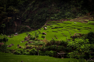 High angle view of trees on field