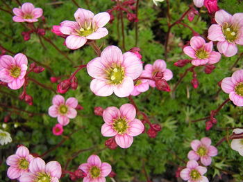 Close-up of pink flowers