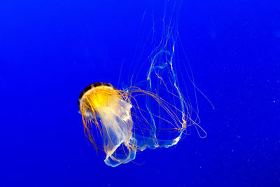 Close-up of jellyfish against blue background