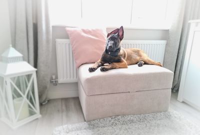 Cat relaxing on sofa at home