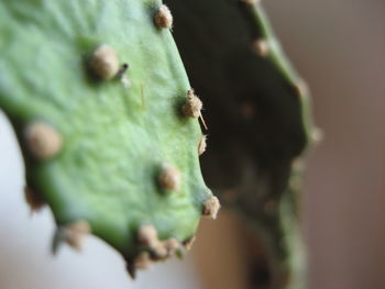 Close-up of succulent plant