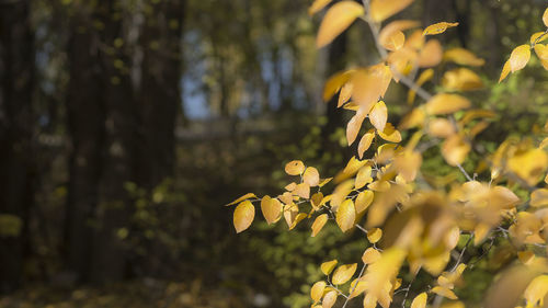 Close-up of yellow flowering plant