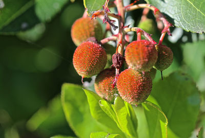 Close-up of fruits on tree