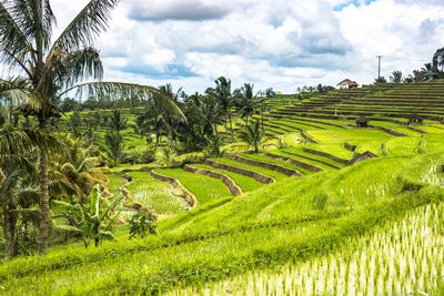 Scenic view of agricultural field against sky