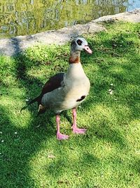 Close-up of duck on field