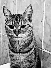 Close-up portrait of a cat