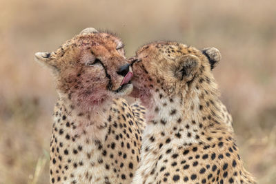 Cheetah from the african savanah, kenya