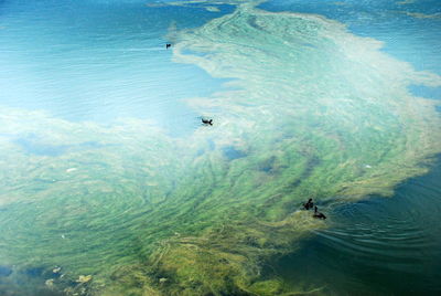 High angle view of ducks swimming in sea