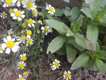 High angle view of white flowering plant