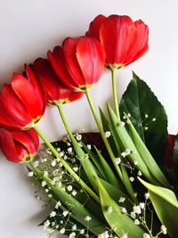 Close-up of red tulip against white background
