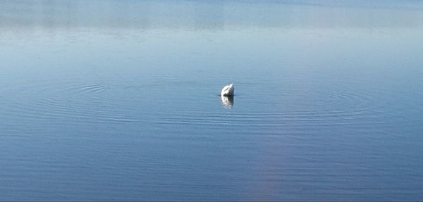 Duck swimming in lake