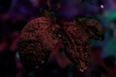 Close-up of wilted flower