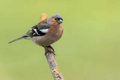 Close-up portrait of bird perching on branch