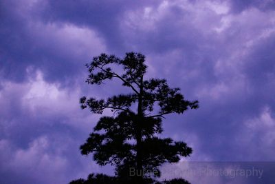 Low angle view of tree against sky