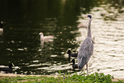 High angle view of gray heron perching on lake