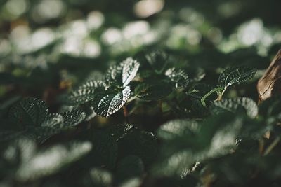 Close-up of frozen leaves