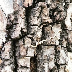 Full frame shot of tree trunk