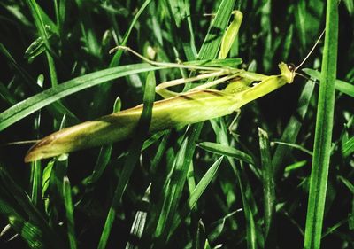 Close-up of fresh green grass