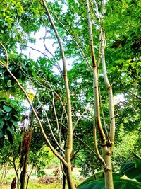 Low angle view of bamboo trees in forest