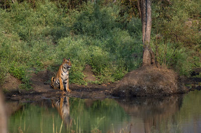 Tiger in the wild