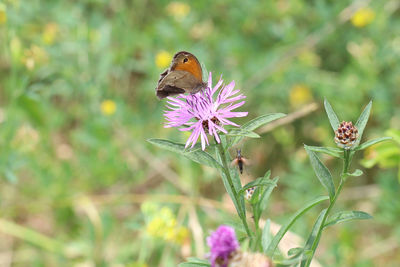 Close-up of butterfly pollinating on purple flower