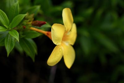 Close-up of yellow flowering plant
