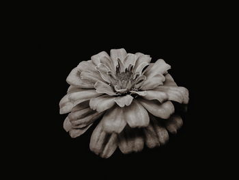 Close-up of flower blooming against black background