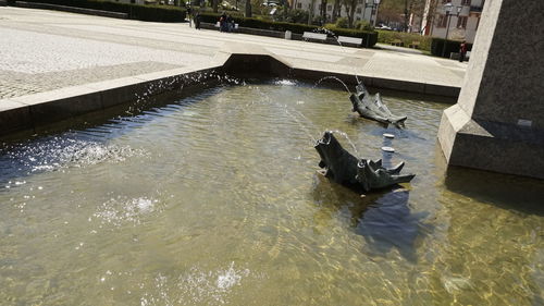 View of swimming in water