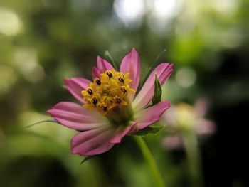 Close-up of pink flower