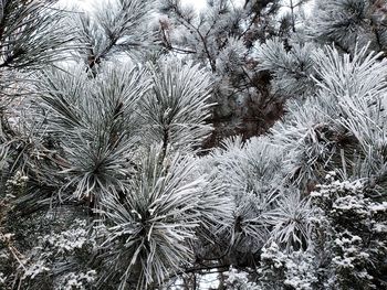 Full frame shot of pine tree during winter