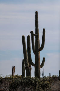 Low angle view of succulent plant on field against sky