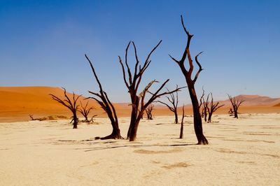 Bare tree in desert against clear sky