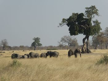 animal themes