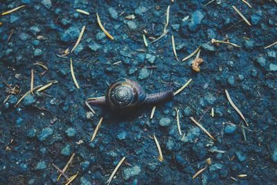 High angle view of snail on land