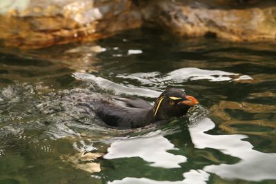 Close-up of duck swimming on lake