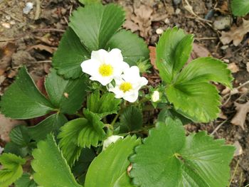 Close-up of flowers blooming outdoors