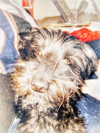 Close-up of dog relaxing at home