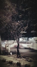 Trees in city at night