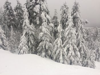 Snow covered pine trees on mountain