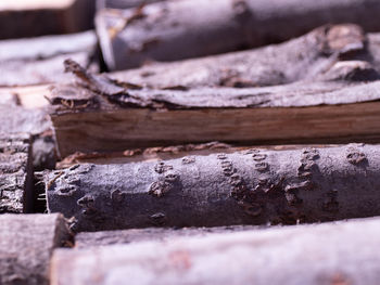 Close-up of old wooden log