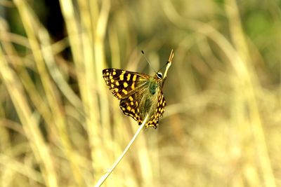 Close-up of butterfly pollinating flower
