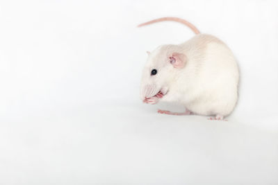 Close-up of a rabbit over white background
