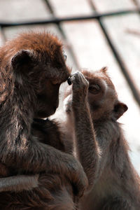 Close-up of monkey