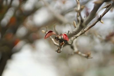 Close-up of branches against blurred background